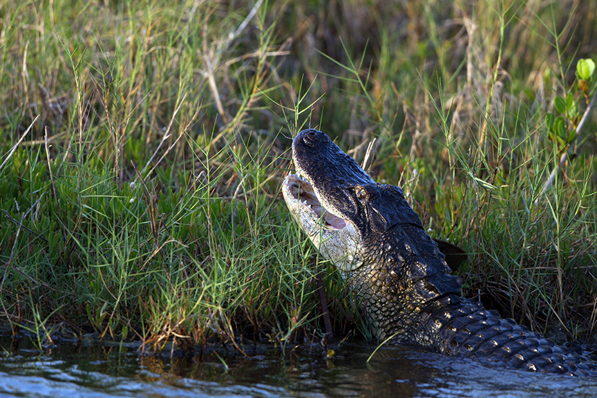 American Alligator bares his teeth moments after devouring a careless White Ibis (Merritt Island National Wildlife Refuge, Florida) — original digital image © Martha Marks, marthamarksphotography.com, all rights reserved