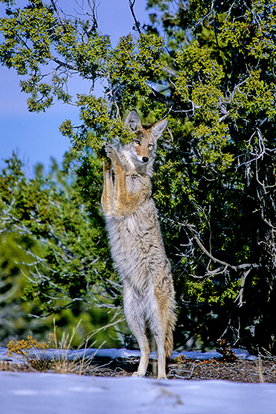 Coyote stands on hind legs to feed on juniper berries in winter (Santa Fe, New Mexico) — original digital image © Martha Marks, marthamarksphotography.com, all rights reserved