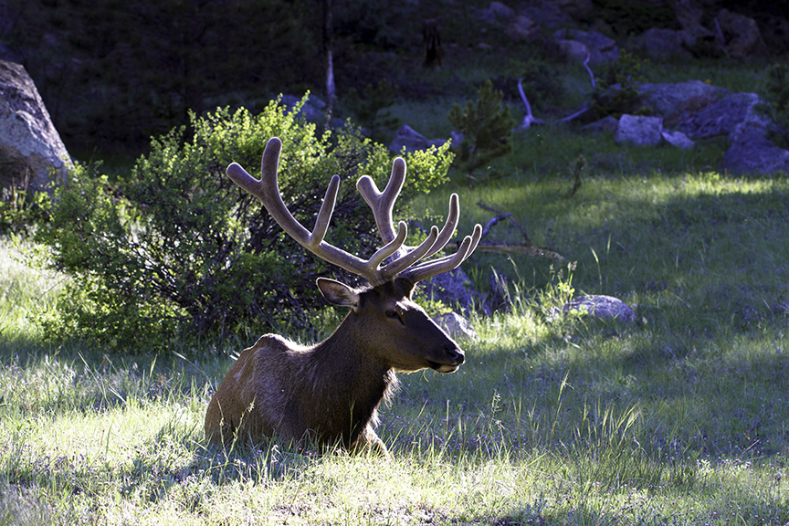 Dawn sunshine illuminates a Bull Elk from behind (Rocky Mountain National Park, Colorado) — original digital image © Martha Marks, marthamarksphotography.com, all rights reserved