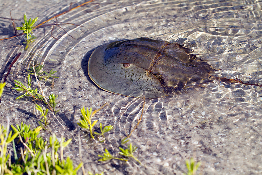 Horseshoe Crab swims in shallow water (Ding Darling National Wildlife Refuge, Sanibel Island, Florida) — original digital image © Martha Marks, marthamarksphotography.com, all rights reserved