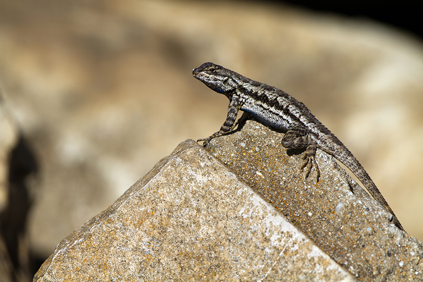 Ornate Tree Lizard lounges on a sculptural rock (Mojave Desert, California) — original digital image © Martha Marks, marthamarksphotography.com, all rights reserved
