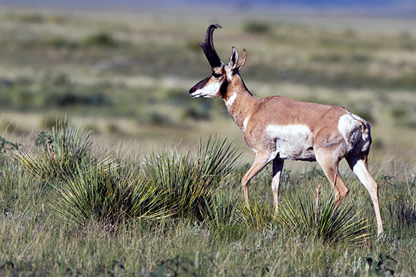 Male Pronghorn crosses the prairie (northeastern New Mexico) — original digital image © Martha Marks, marthamarksphotography.com, all rights reserved