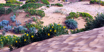 Dunes Sunflowers grow in Coral Pink Sand Dunes State Park #8 (near Kanab, Utah) — original digital image © Martha Marks, marthamarksphotography.com, all rights reserved
