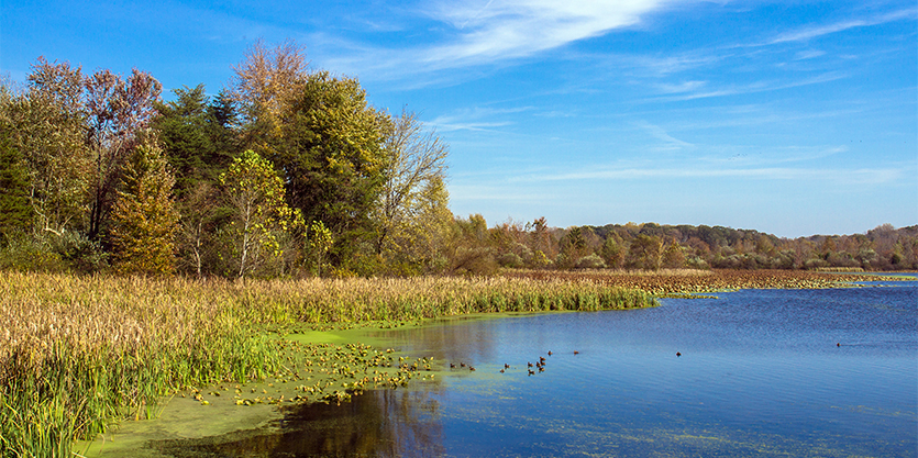 Richart Lake in October at Muscatatuck National Wildlife Refuge #2 (near Seymour, Indiana) — original digital image © Martha Marks, marthamarksphotography.com, all rights reserved
