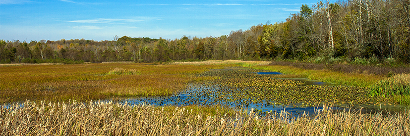 The marsh at Muscatatuck National Wildlife Refuge in October #1 (near Seymour, Indiana) — original digital image © Martha Marks, marthamarksphotography.com, all rights reserved