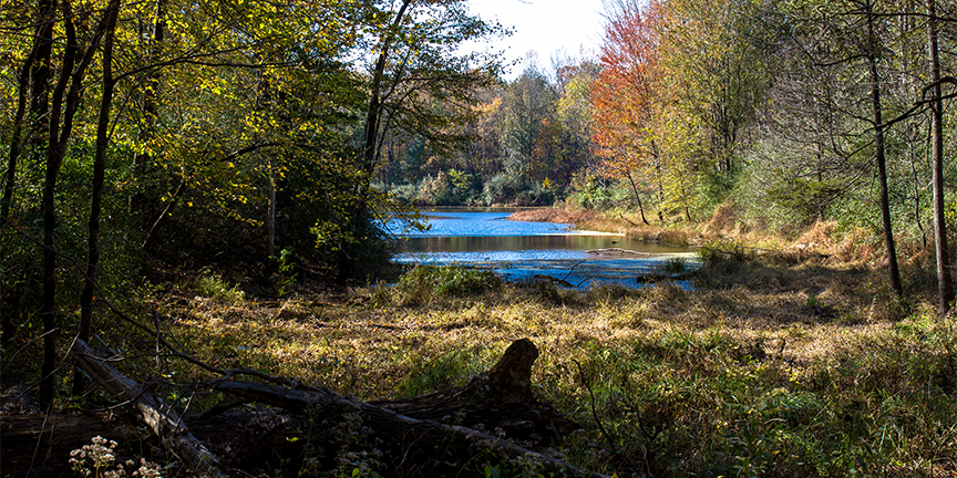Marsh and woodlands at Muscatatuck National Wildlife Refuge in October #1 (near Seymour, Indiana) — original digital image © Martha Marks, marthamarksphotography.com, all rights reserved