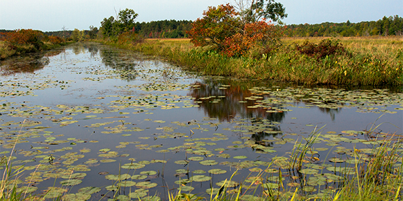A wetland with water lilies in Necedah National Wildlife Refuge #1 (near Necedah, Wisconsin) — original digital image © Martha Marks, marthamarksphotography.com, all rights reserved
