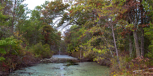 A creek flows through the woods in Necedah National Wildlife Refuge #1 (near Necedah, Wisconsin) — original digital image © Martha Marks, marthamarksphotography.com, all rights reserved