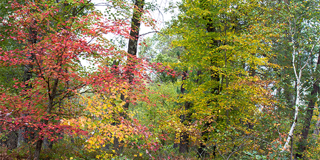 Autumn colors in Necedah National Wildlife Refuge #7 (near Necedah, Wisconsin) — original digital image © Martha Marks, marthamarksphotography.com, all rights reserved