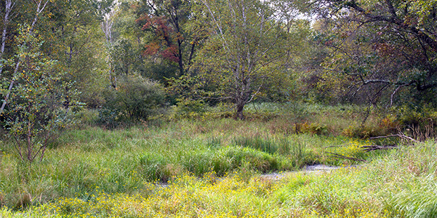 A creek flows through the woods in Necedah National Wildlife Refuge #2 (near Necedah, Wisconsin) — original digital image © Martha Marks, marthamarksphotography.com, all rights reserved