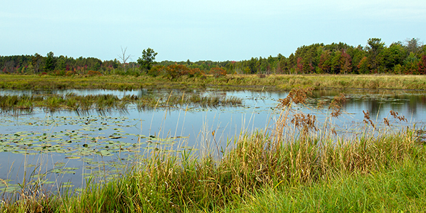 A wetland with water lilies in Necedah National Wildlife Refuge #2 (near Necedah, Wisconsin) — original digital image © Martha Marks, marthamarksphotography.com, all rights reserved
