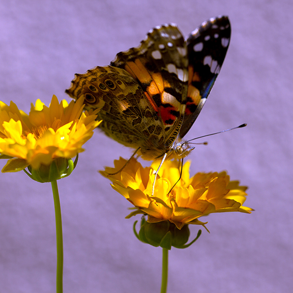 Painted Lady butterfly nectars on native Coreopsis in May (Santa Fe, New Mexico) — original digital image © Martha Marks, marthamarksphotography.com, all rights reserved