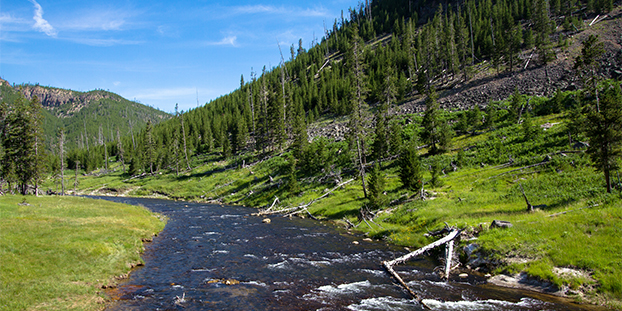 Landscape view of the Gibbon River at the height of summer (Yellowstone National Park, Wyoming) — original digital image © Martha Marks, marthamarksphotography.com, all rights reserved