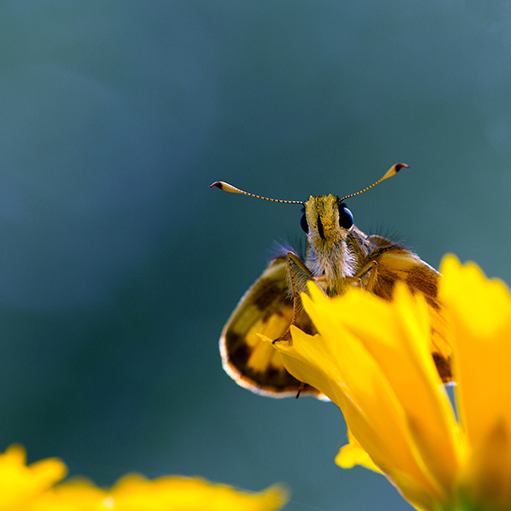 Male Zabulon Skipper #6 eyes the photographer on native yellow Coreopsis (Santa Fe, New Mexico) — original digital image © Martha Marks, marthamarksphotography.com, all rights reserved
