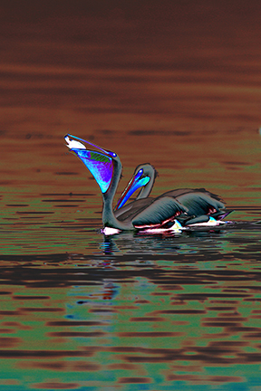 "AVIAN IMPRESSIONS" American White Pelican #6 — original digital image and creative manipulation © Martha Marks, marthamarksphotography.com, all rights reserved