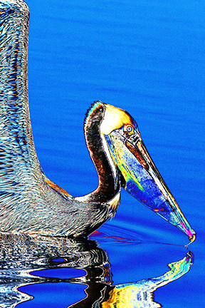 "AVIAN IMPRESSIONS" Brown Pelican #2 — original digital image and creative manipulation © Martha Marks, marthamarksphotography.com, all rights reserved