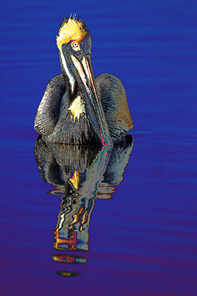 "AVIAN IMPRESSIONS" Brown Pelican #3 — original digital image and creative manipulation © Martha Marks, marthamarksphotography.com, all rights reserved