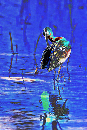 "AVIAN IMPRESSIONS" Glossy Ibis #1 — original digital image and creative manipulation © Martha Marks, marthamarksphotography.com, all rights reserved