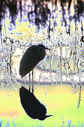"AVIAN IMPRESSIONS" Great Blue Heron #2 — original digital image and creative manipulation © Martha Marks, marthamarksphotography.com, all rights reserved