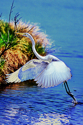 "AVIAN IMPRESSIONS" Great Egret #3 — original digital image and creative manipulation © Martha Marks, marthamarksphotography.com, all rights reserved