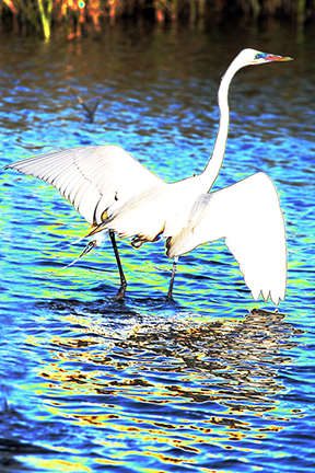 "AVIAN IMPRESSIONS" Great Egret #5 — original digital image and creative manipulation © Martha Marks, marthamarksphotography.com, all rights reserved