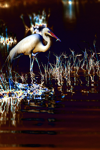 "AVIAN IMPRESSIONS" Great Egret #7 — original digital image and creative manipulation © Martha Marks, marthamarksphotography.com, all rights reserved