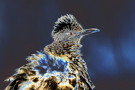 "AVIAN IMPRESSIONS" Greater Roadrunner #1 — original digital image and creative manipulation © Martha Marks, marthamarksphotography.com, all rights reserved