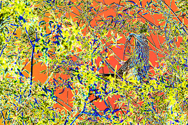 "AVIAN IMPRESSIONS" Greater Roadrunner male holds up a lizard to attract a female — original digital image and creative manipulation © Martha Marks, marthamarksphotography.com, all rights reserved