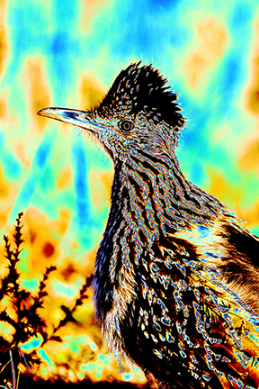 "AVIAN IMPRESSIONS" Greater Roadrunner #4 — original digital image and creative manipulation © Martha Marks, marthamarksphotography.com, all rights reserved