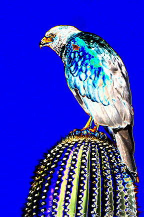 "AVIAN IMPRESSIONS" Harris Hawk #2 — original digital image and creative manipulation © Martha Marks, marthamarksphotography.com, all rights reserved