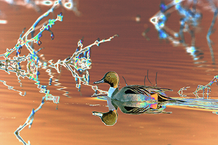 "AVIAN IMPRESSIONS" Northern Pintail Duck #4 — original digital image and creative manipulation © Martha Marks, marthamarksphotography.com, all rights reserved