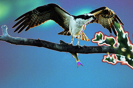 "AVIAN IMPRESSIONS" Osprey, aka Fish Hawk #2 — original digital image and creative manipulation © Martha Marks, marthamarksphotography.com, all rights reserved