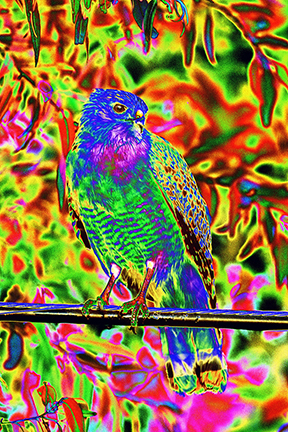 "AVIAN IMPRESSIONS" Red-shouldered Hawk #1 — original digital image and creative manipulation © Martha Marks, marthamarksphotography.com, all rights reserved
