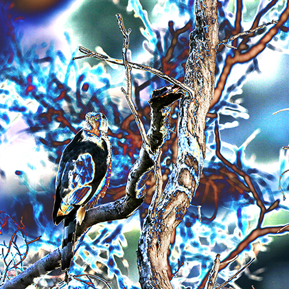 "AVIAN IMPRESSIONS" Sharp-shinned Hawk #1 — original digital image and creative manipulation © Martha Marks, marthamarksphotography.com, all rights reserved