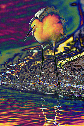 "AVIAN IMPRESSIONS" Snowy Egret #1 — original digital image and creative manipulation © Martha Marks, marthamarksphotography.com, all rights reserved