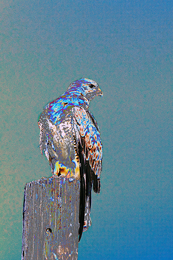 "AVIAN IMPRESSIONS" Swainson’s Hawk #1 — original digital image and creative manipulation © Martha Marks, marthamarksphotography.com, all rights reserved