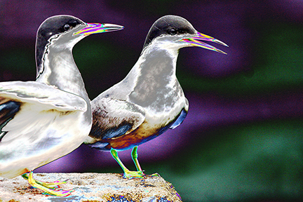 "AVIAN IMPRESSIONS" Tern #2 — original digital image and creative manipulation © Martha Marks, marthamarksphotography.com, all rights reserved