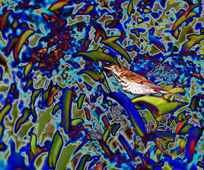 "AVIAN IMPRESSIONS" Veery #1 — original digital image and creative manipulation © Martha Marks, marthamarksphotography.com, all rights reserved