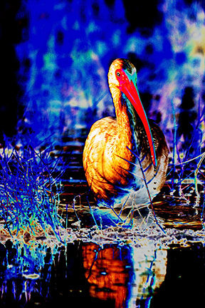 "AVIAN IMPRESSIONS" White Ibis #4 — original digital image and creative manipulation © Martha Marks, marthamarksphotography.com, all rights reserved