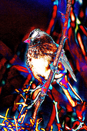 "AVIAN IMPRESSIONS" White-crowned Sparrow #1 — original digital image and creative manipulation © Martha Marks, marthamarksphotography.com, all rights reserved