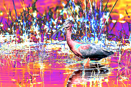 "AVIAN IMPRESSIONS" White-faced Ibis #1 — original digital image and creative manipulation © Martha Marks, marthamarksphotography.com, all rights reserved